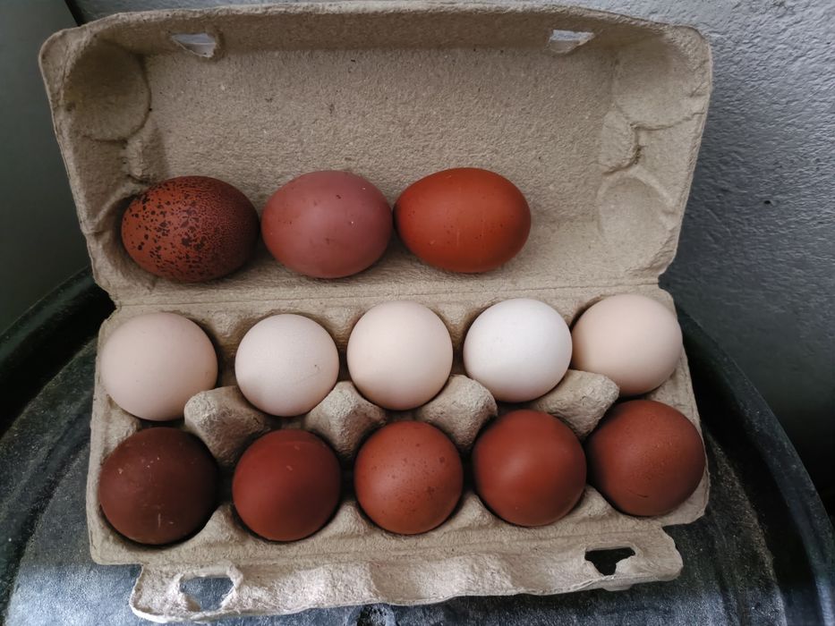 Marans jaja lęgowe czekoladowe jaja