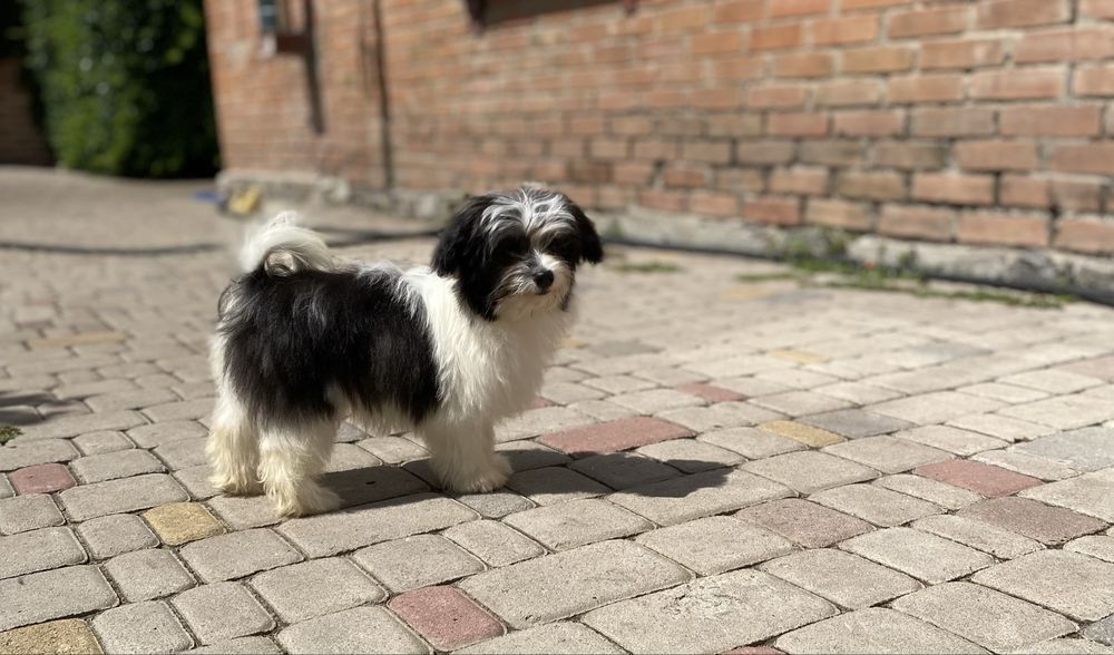 Хлопчик мальтезе +папійон