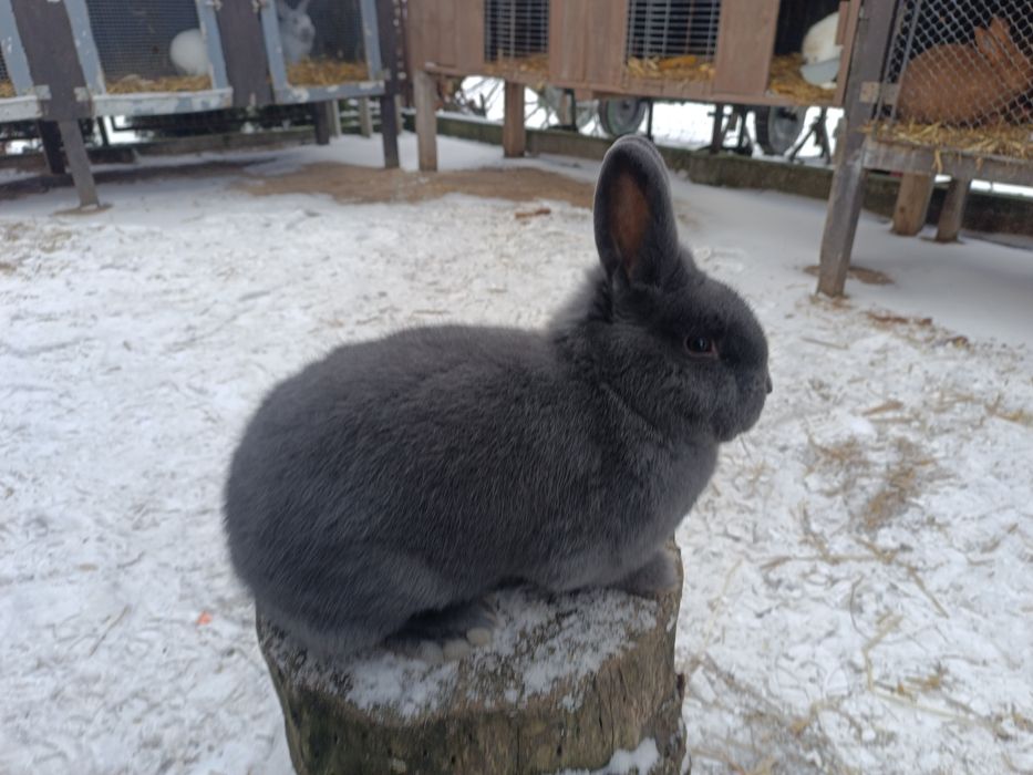 Króliki Wiedeńskie Niebieskie