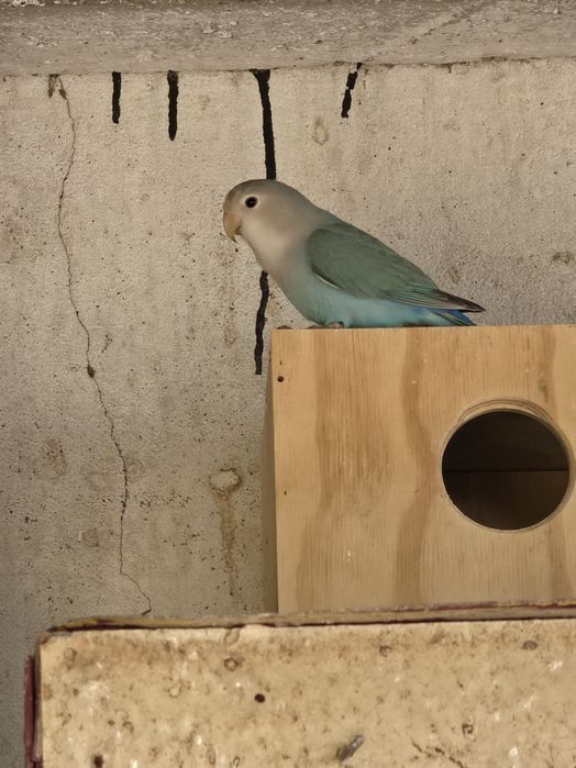 Agapornis Roseicollis Jovem (Macho com Sexagem e Desparasitados)