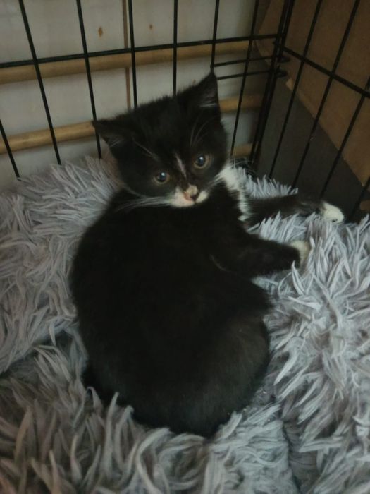 Malutka kotka szuka domu niewychodzącego