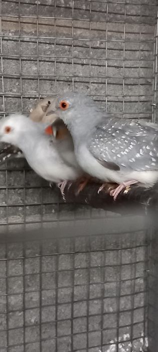 Manderins/rolas diamante