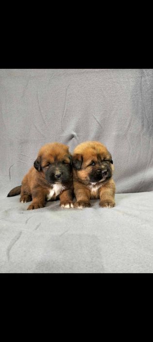 Mastif tybetański - suczka