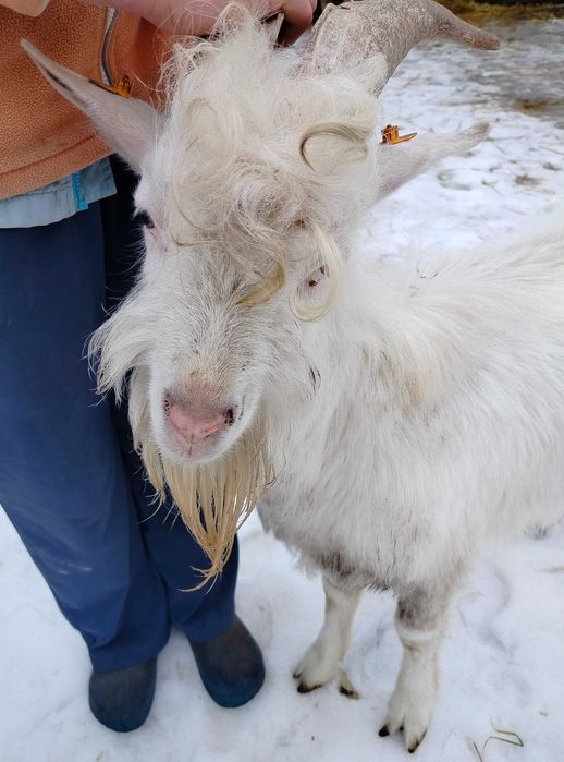 Kozioł do reprodukcji (Zarejestrowany)