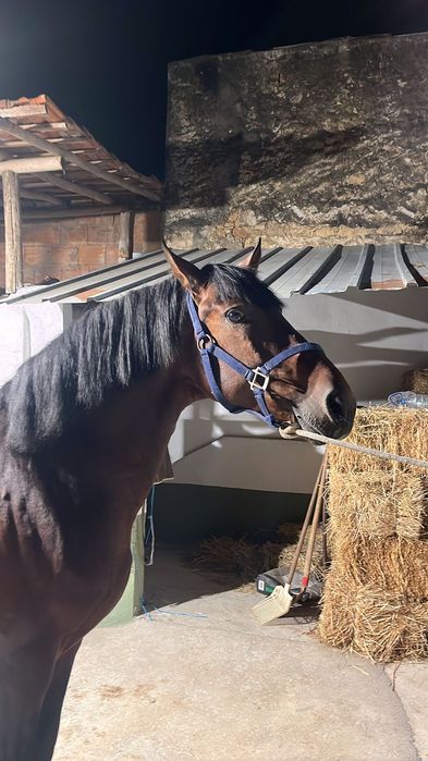 Vendo cavalo 6 anos