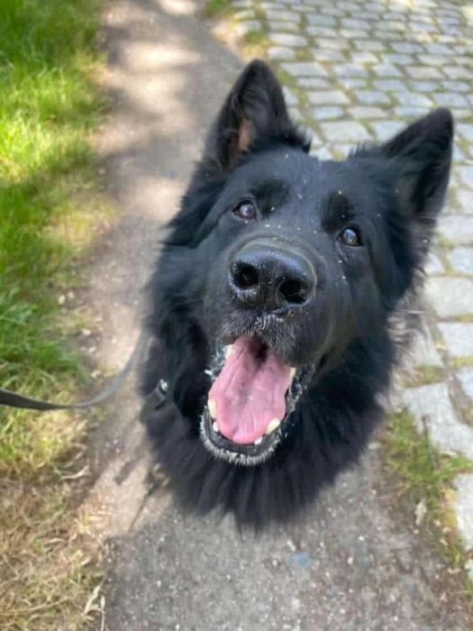 Cudnowny owczarek (staro) niemiecki Hrabia do adopcji