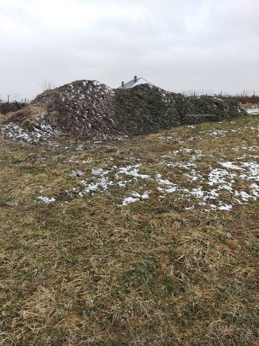 zrębka iglasta biomasa