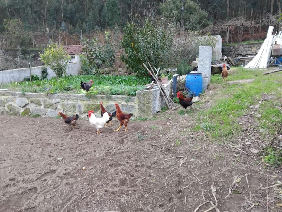 Vendo galos do campo