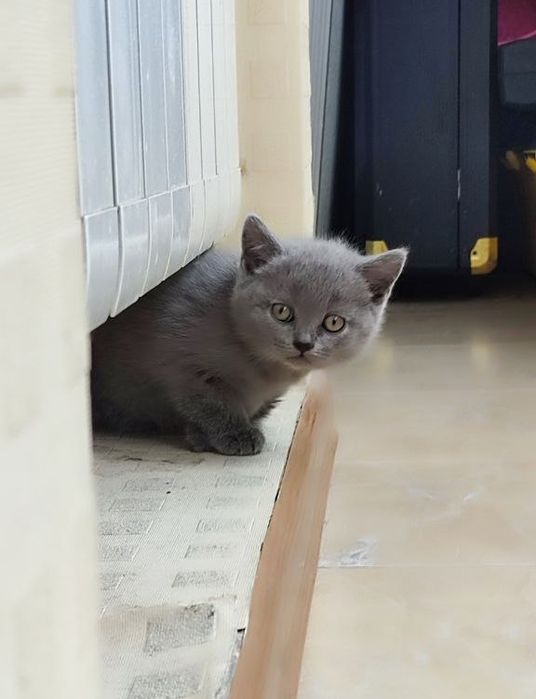 Шотландські котенята