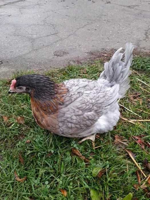 Kury nioski,dowóz gratis,hurt detal, producent 888 dwa cztery zero 090