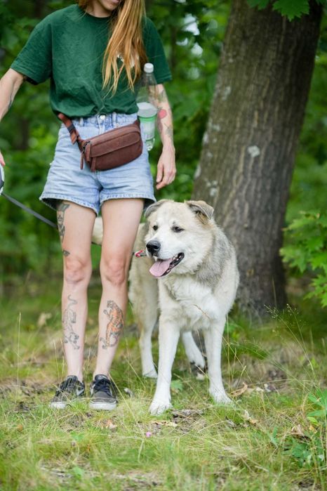 Szarik - proludzki pies szuka kochającego domu!