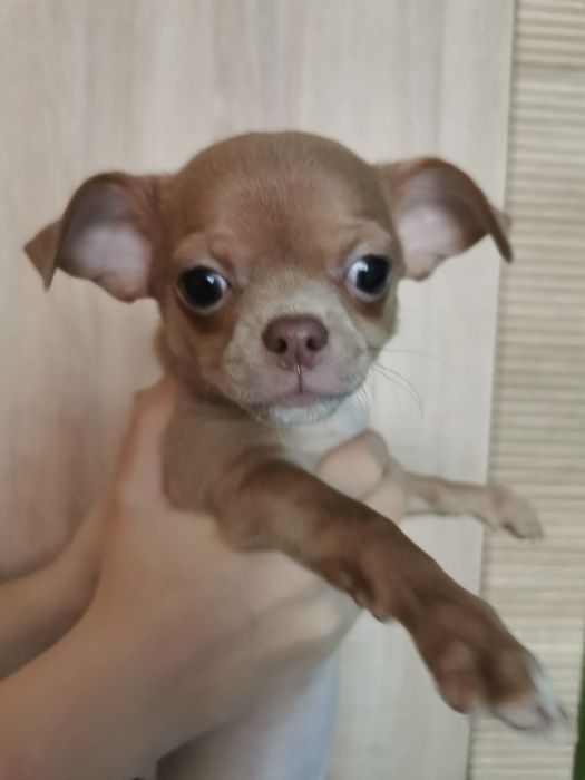 Chiuhuahua krótkowłosa suczka