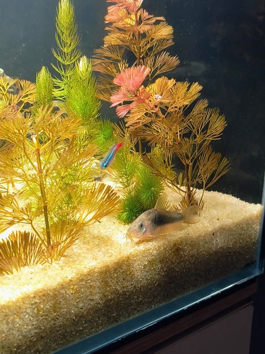 Oddam ryby akwariowe