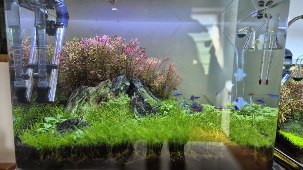 Aquário plantado completo