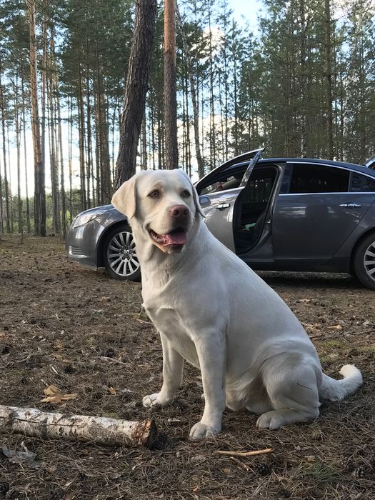 В‘язка лабрадора ретрівера