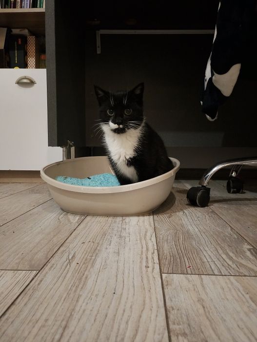 Mały kociak z mrozów