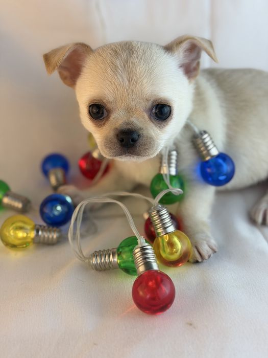 chihuahua macho branco pelo curto