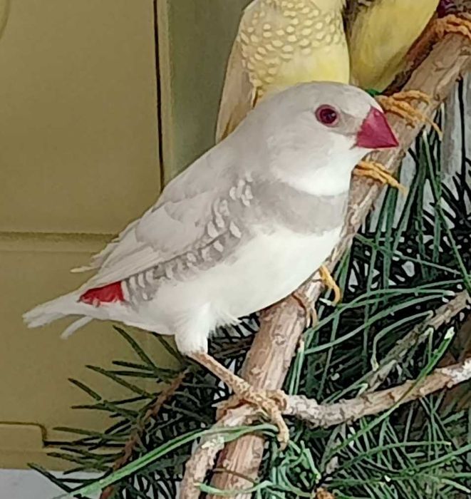 Amadyna diamentowa.