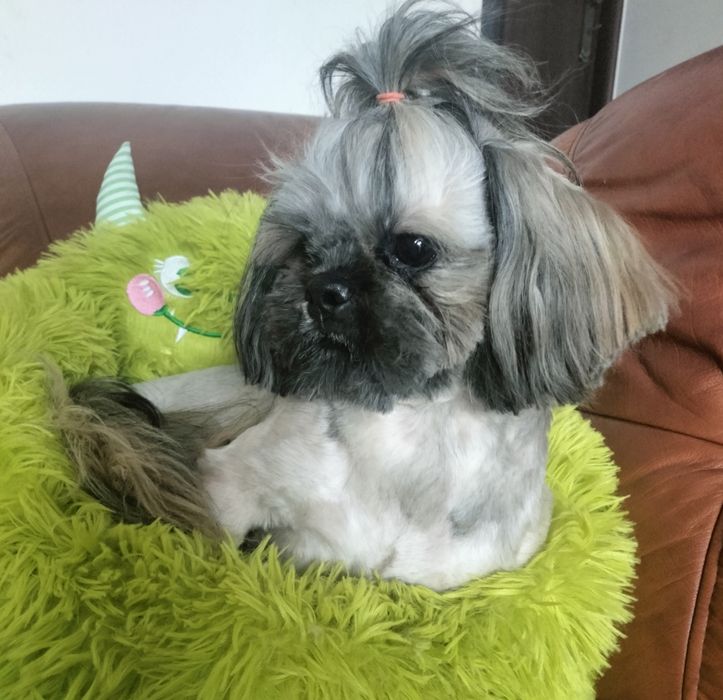 Shih tzu piesek FCI