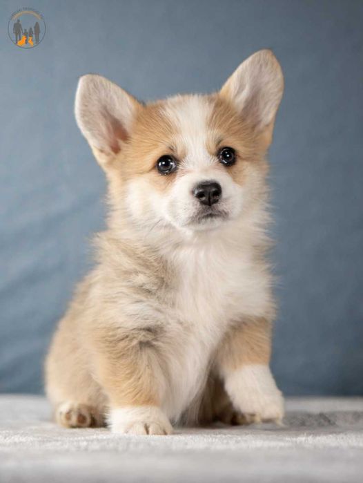 Welsh Corgi Pembroke   piękne po Championie