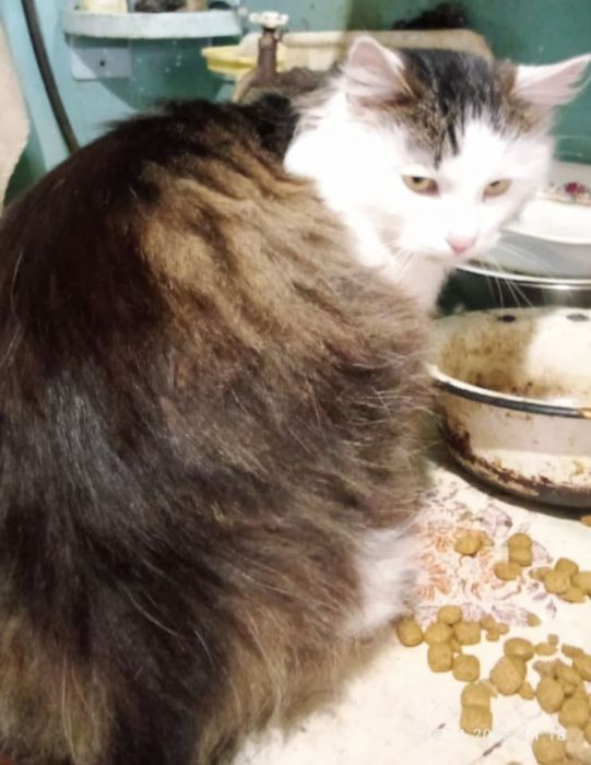 Кастрированный Пуш 1,5 г с ЗБД