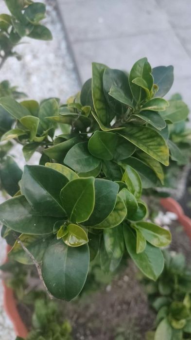 Duże fikusy Ficus Microcarpa Moclame 80 i 100 cm - okazja