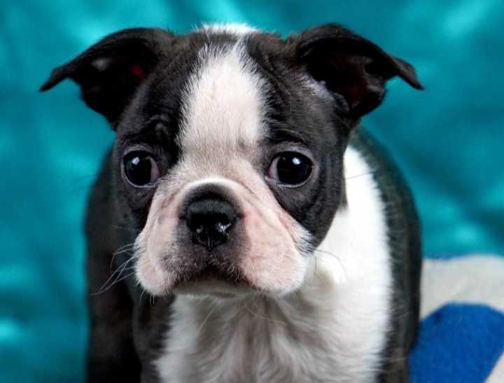 Boston terrier disponível