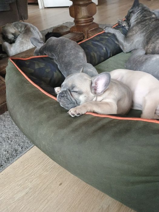 Buldog francuski dziewczynka