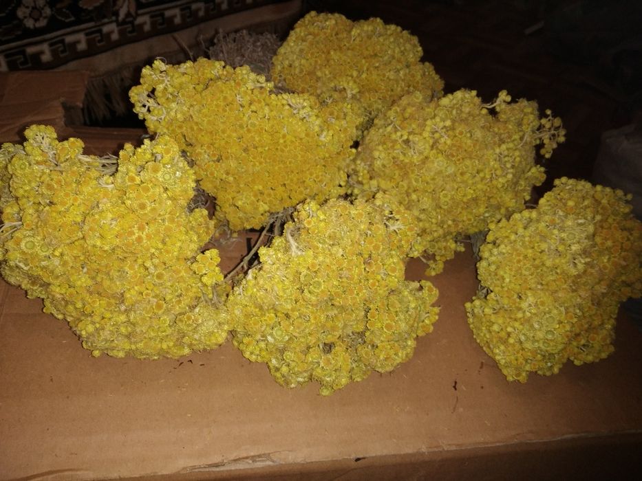 Цмин, бесмертник