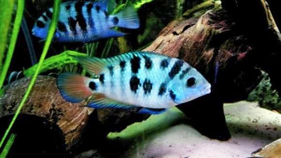 Cryptoheros, sp. Honduran Red Point jak pielęgnica , zebra , saijca