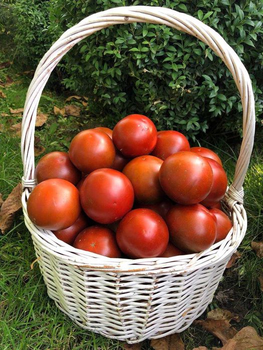 Насіння надврожайного томату Мавр, 150 шт.