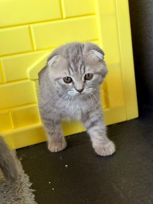 Gatinha Scottish Fold Silver Tabby com branco