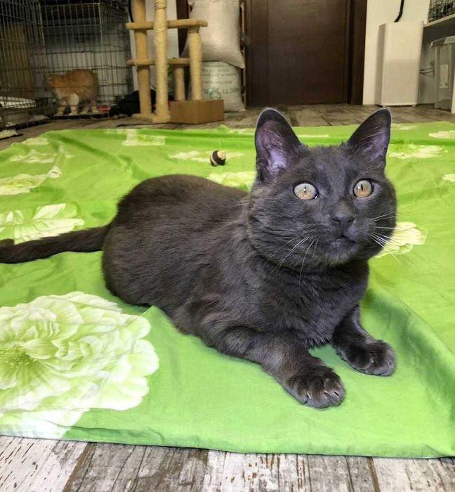 Серебристого кота Шартреза зовут Бусинка, ему приблизительно 3 года