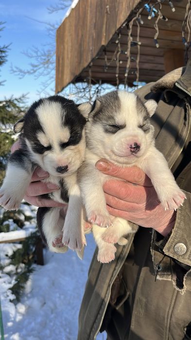 Цуценята  сибірського хаскі. Активні і здорові!