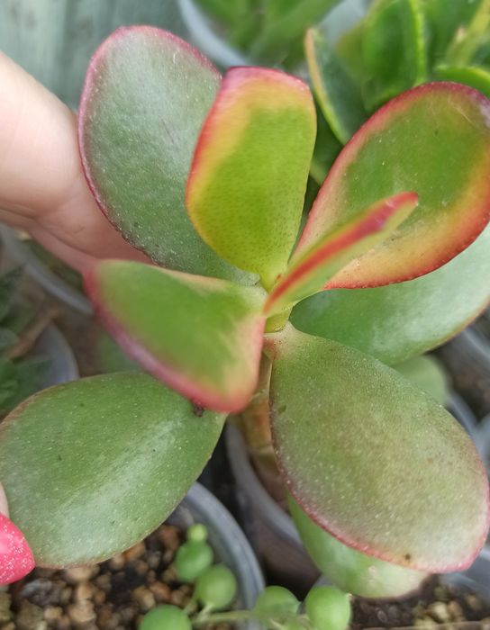 Сукуленти асортимент/ різні сукуленти/ рідкісні сукуленти