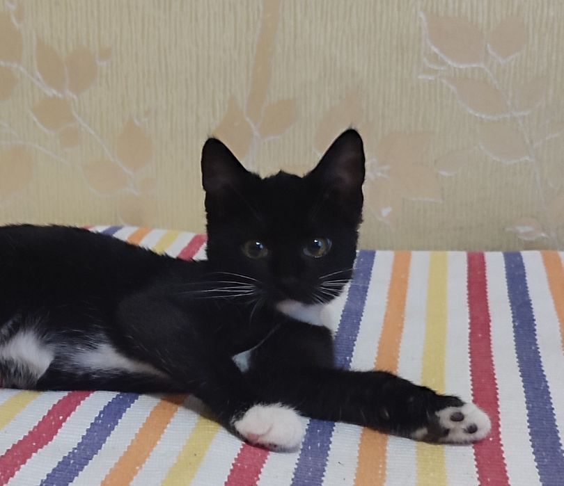 Котенок мальчик ищет семью