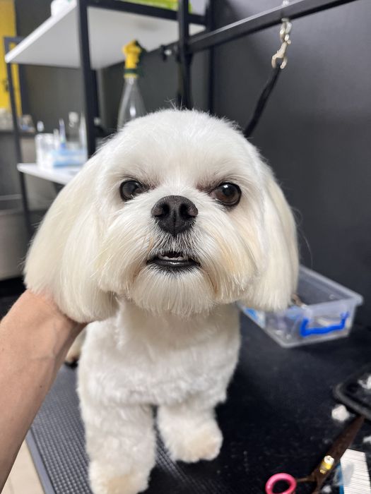 Послуги грумера.