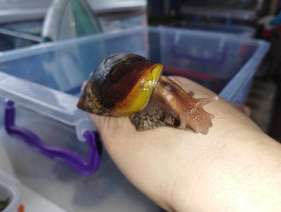 Равлики Ахатини