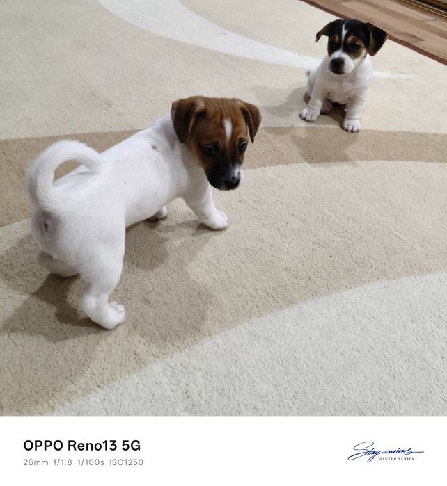 Цуценята Джек Рассел тер'єр