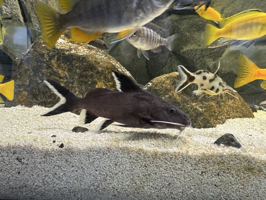 Synodontis granulosus - giętkoząb