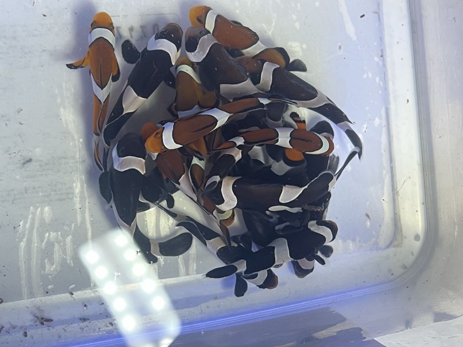 Рибка-клоун «Ocellaris» в морський акваріум