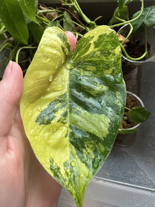 Philodendron burble marx variegata