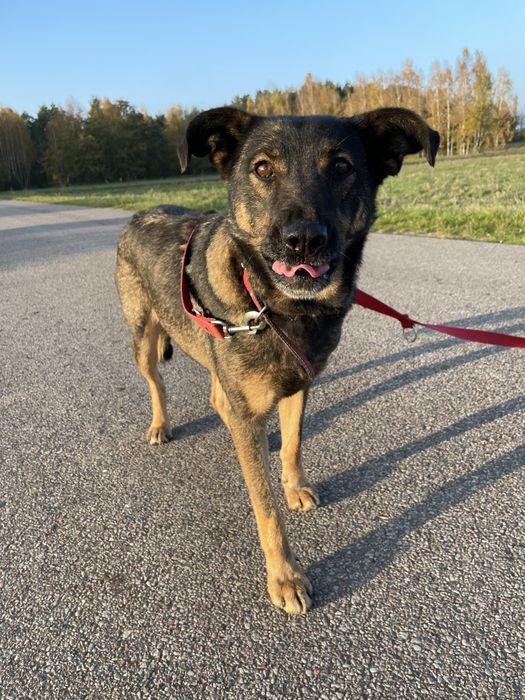 Ora szuka domu - daj jej szanse