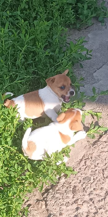 Джек Рассел тер'єр