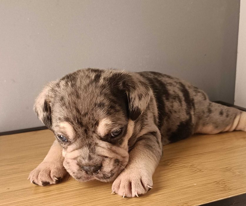 Bulldog francês x macho Merle tan