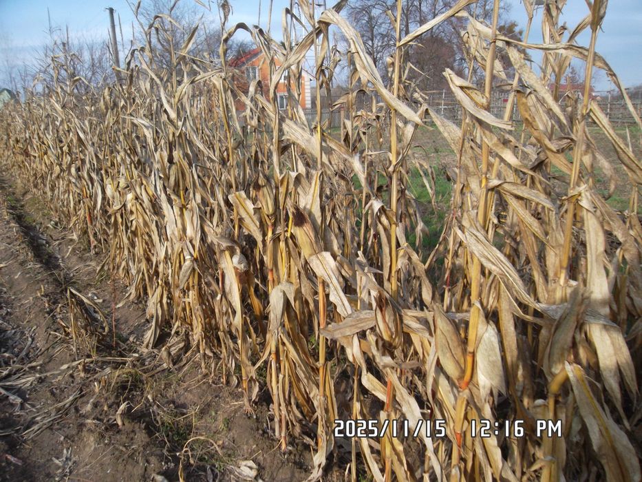 Стебло кукурудзи.