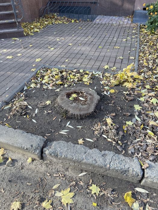 Викорчувати пень