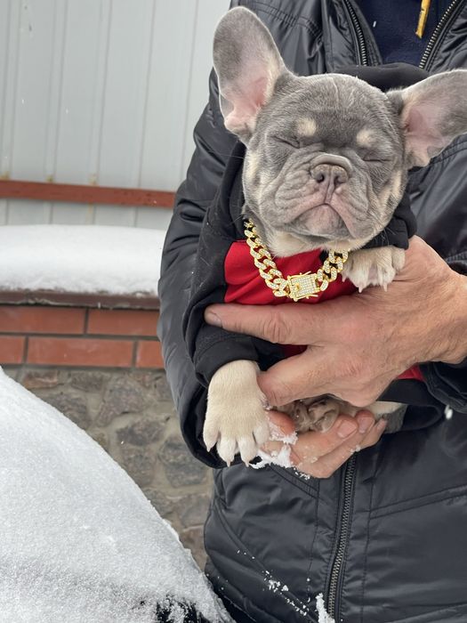 Голубые глаза французы разных окрасов