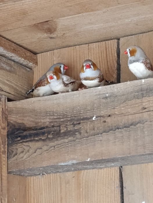 Zeberki Sprzedam