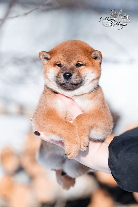 Шиба іну / шиба ину / Shiba inu